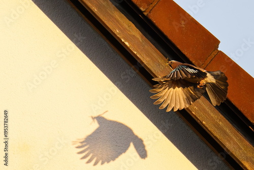 Eichelhäher beim Nestbau an einem Dach