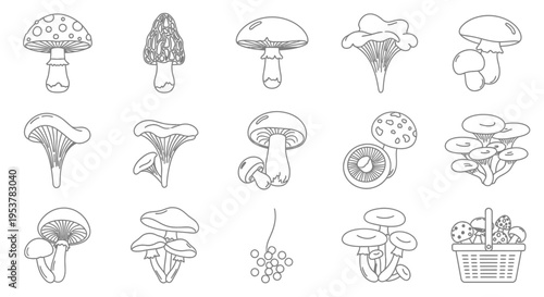 Collection of various mushroom illustrations.