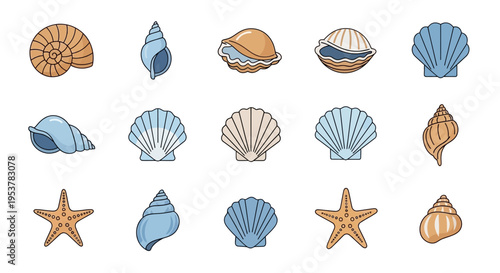 Collection of various seashells and starfish.