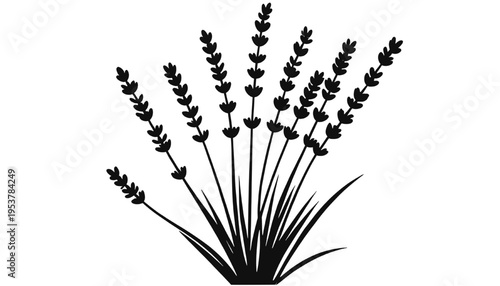 Lavender herb silhouette plant isolated on transparent background, clean botanical floral element suitable for nature themes, decoration and vector illustration use.