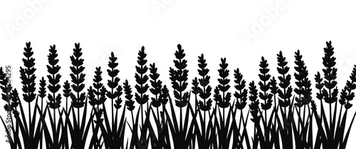Lavender field silhouette dark floral border isolated on transparent background, elegant aromatic herb pattern ideal for nature themed designs, backgrounds and vector illustration use.