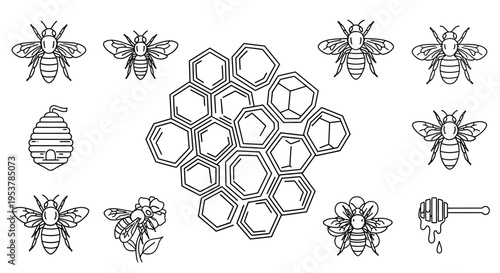Black and white bees and honeycomb.