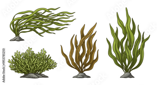 Variety of seaweed types displayed.