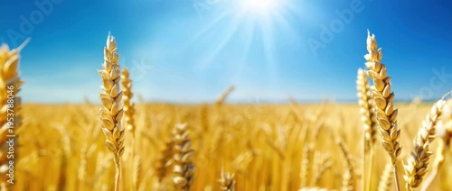 Golden wheat ears in sunny field under blue sky, bright harvest background Baisakhi, Vaisakhi agricultural celebration, rural nature banner with ripe grain, summer landscape warm sunlight copy space