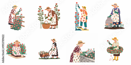 Set of flat vector illustrations featuring elderly women gardening and caring for rose bushes in various poses, promoting active senior lifestyle and hobbies.