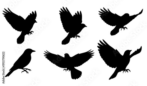 Black Bird Silhouettes Collection Flying and Perching Birds Vector Set
