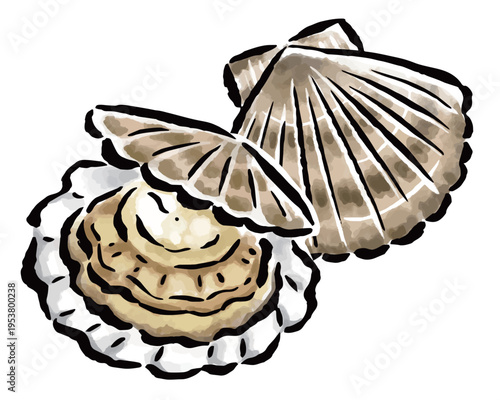 ホタテ　筆タッチ手描きイラスト