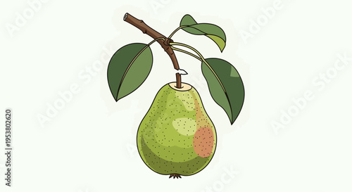 A green pear hanging from a branch.