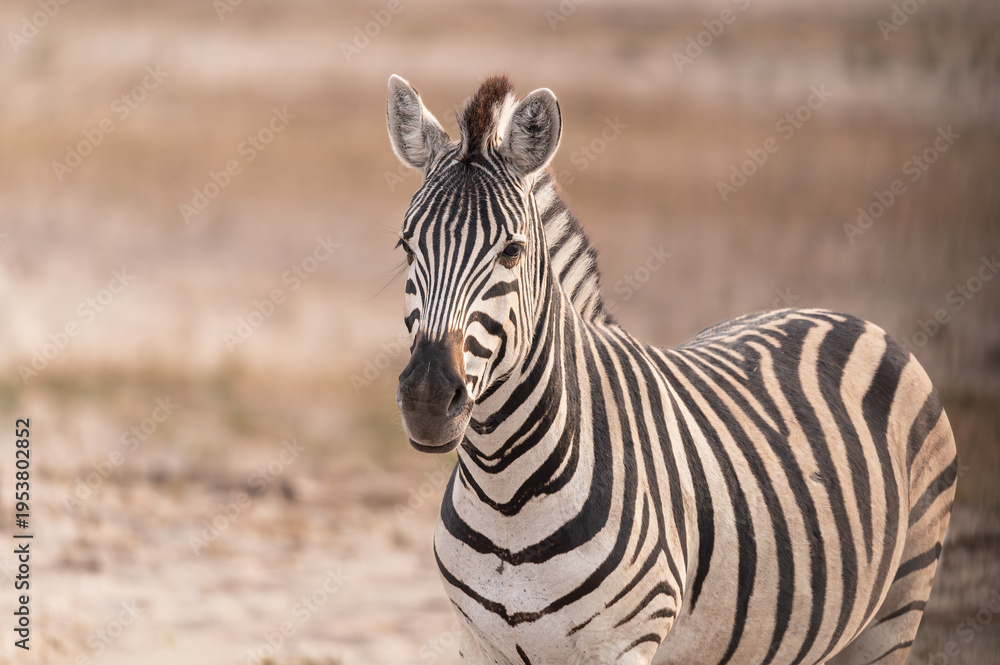 Fototapeta premium A Plains Zebra in Makgadikgadi Pans National Park, Botswana, Africa