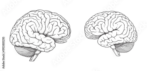 Black and white anatomical of human brain side views anatomy biology