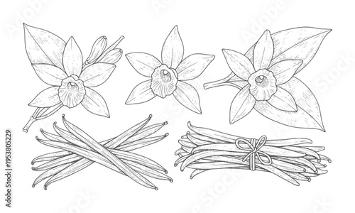 Black and white botanical of vanilla orchid flowers and bean pods