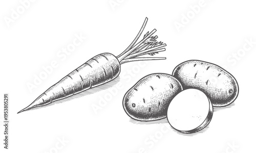 Black and white etching of a whole carrot and sliced sweet potatoes sweetpotatoes