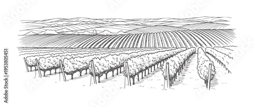 Black and white line of a vineyard with rolling hills and grapevines agriculture