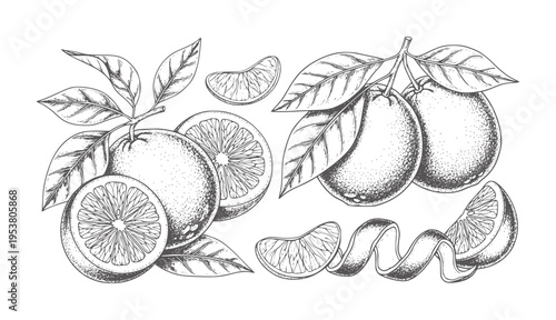Black and white of oranges and orange slices with leaves citrus fruit peel