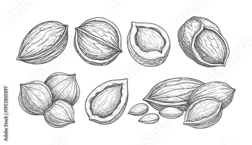 Black and white of shelled nuts in various stages of opening shells almonds hazelnuts