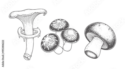 Monochrome of three distinct mushroom types with textures mushrooms caps stems