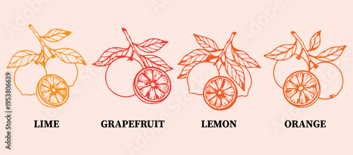 Grapefruit and lemon citrus doodle set, hand drawn organic fruit sketches, fresh fruit icon collection, minimalist nature food vector graphics, organic citrus elements for design, lemon and grapefruit