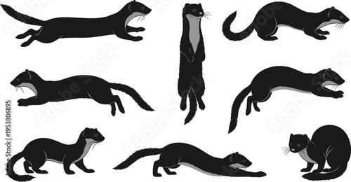 Weasel Silhouette Set with Various Poses and Movements, Black Animal Shapes for Wildlife Design, Nature Illustration, and Creative Vector Graphics Collection