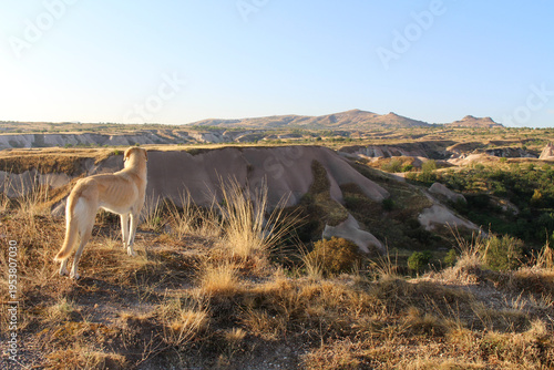 Photos Anatolian shepherd dog at sunrise August 2024 Pet animal in Goreme National Park