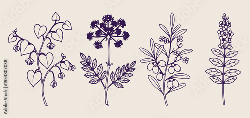 Dill and wild herb doodle set, hand drawn botanical spice sketches, kitchen garden icon collection, minimalist nature plant vector graphics, organic herb elements for design, wild plant line art, bota