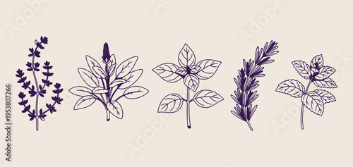 Herbs & Spices (Lavender/Rosemary)
Lavender and rosemary herb doodle set, hand drawn botanical spice sketches, kitchen herb garden icon collection, minimalist nature plant vector graphics, 
