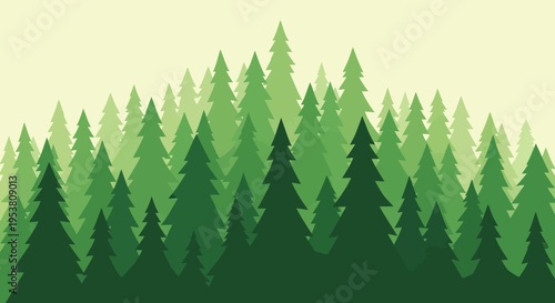 Evergreen trees in a forest.