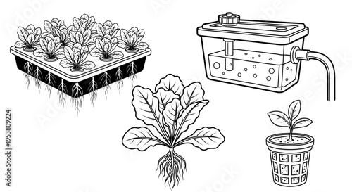 Hydroponics Growing System: Seedlings, Mature Plant, and Water Culture Setup
