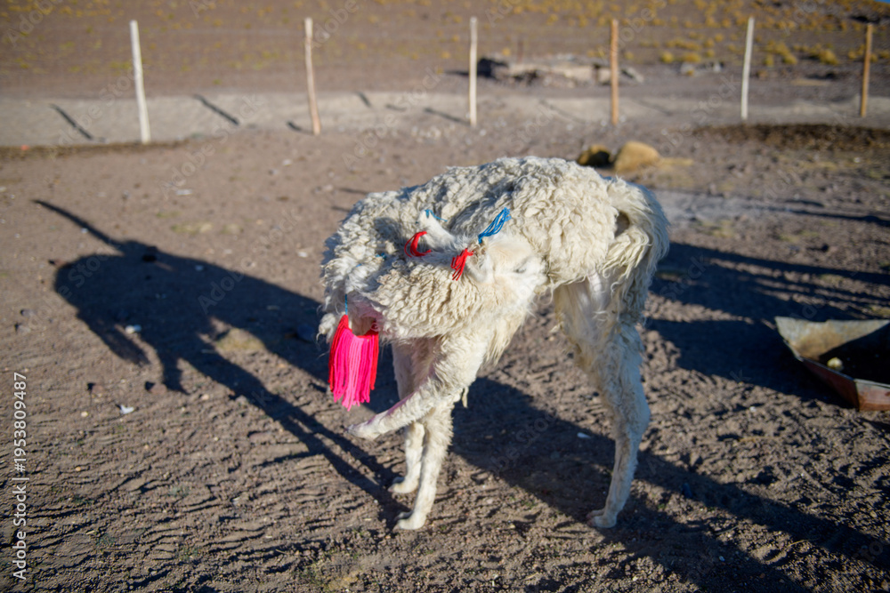 Obraz premium Festive llama with colorful decoration at traditional festival in Bolivia