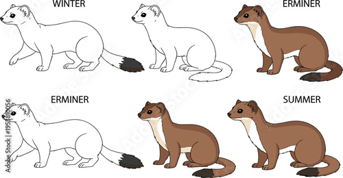 Stoat Seasonal Fur Illustration Set with Winter and Summer Ermine Variations, Wildlife Animal Transformation for Nature Study and Educational Vector Design