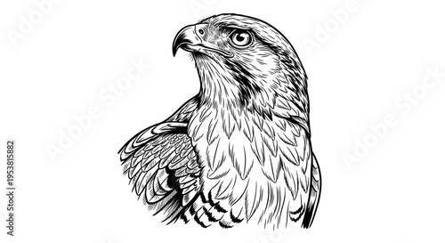 Black and white illustration of a hawk head