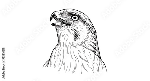 Hawk head illustration, black and white drawing