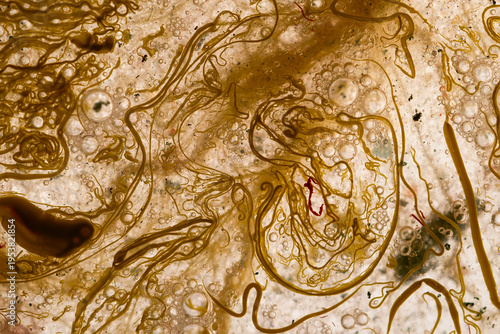 Abstract background of brown and white paint divorces, streaks and particles suspended in liquid with many small bubbles, creating a grungy experimental texture.