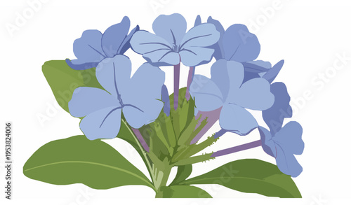 Realistic Plumbago Flower Cluster Blue Blossom Botanical Vector Isolated Transparent