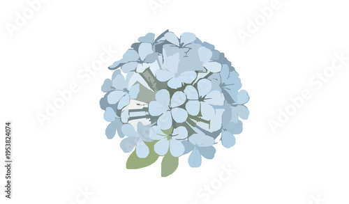 Cape Leadwort Plumbago Blue Flowers Minimal Vector Bouquet Transparent Background