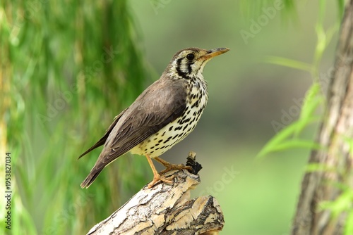 Groundscraper thrush