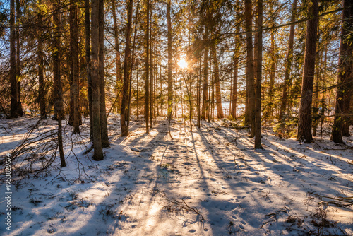 Winter forest in Sweden nice light