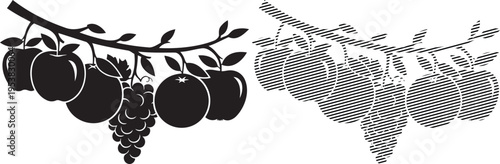 Classic illustration of grapes and grapevine leaf patterns contrasted side by side