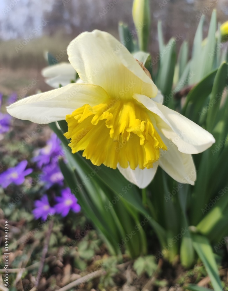 Fototapeta premium daffodils in spring