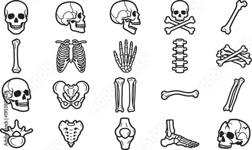 Anatomy of human skeletal structure elements.