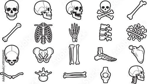 A detailed illustration showcases an array of human bone structures, highlighting the intricate anatomy of the human skeletal system. 
