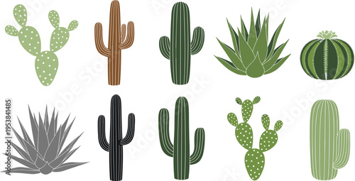 Various Cactus Plants Illustration Set
