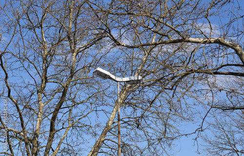 Modern Street Lamppost seen through Leafless Branches of Tree with Blue Sky 