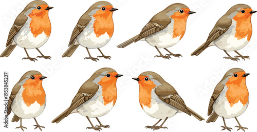 Vector illustration set of European Robin birds in different poses and angles, realistic detailed wildlife and nature design