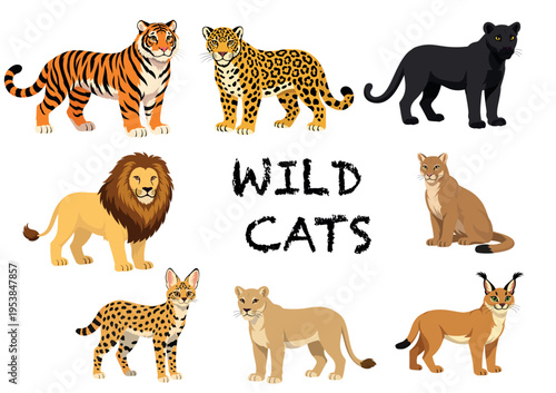 Collection of vector wild cats 
