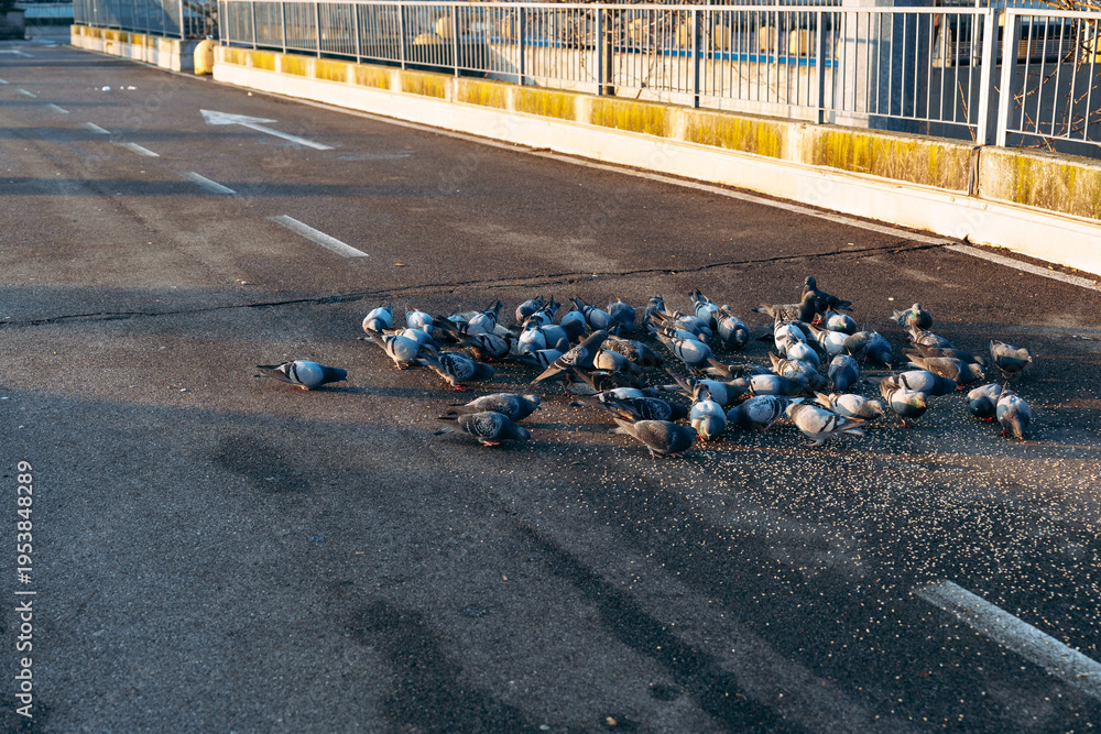 Obraz premium Pigeons gather on road to eat spilled food in city during morning light