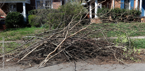 Spring pruning. Pile of branches.