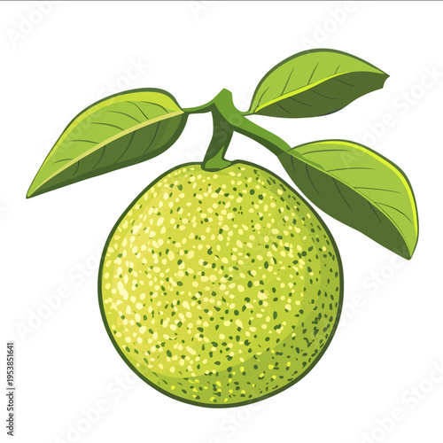 simple vector breadfruit clipart illustration white background vector art style simple design flat illustration no shadows