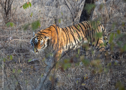Wild Tiger in Ranthambhore National Park