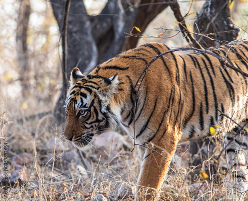 Wild Tiger in Ranthambhore National Park