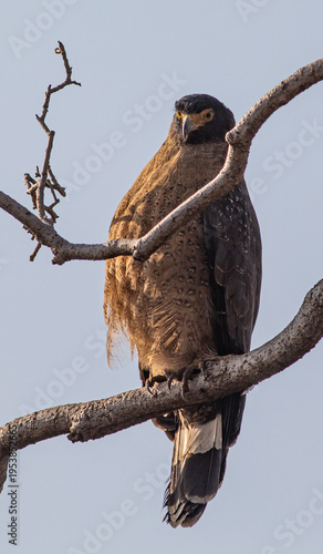 Crested Serpent Eagle